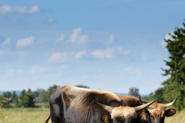 Heckrinder auf einer offenen Weide unter blauem Himmel.