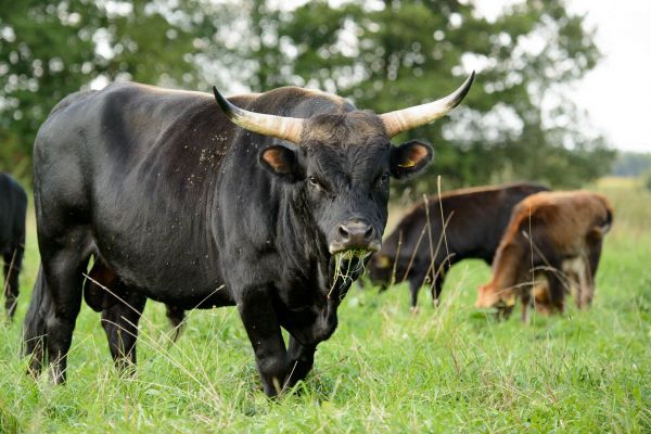 Heckrind mit großen Hörnern auf grüner Wiese in Deutschland.
