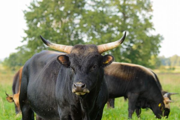 Heckrind mit imposanten Hörnern auf grüner Weide.