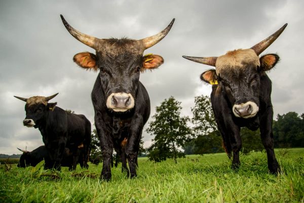 Drei Heckrinder stehen auf einer grünen Weide unter einem bewölkten Himmel.