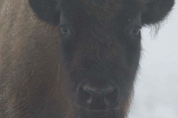 Ein Wisent im Schnee, frontal aufgenommen.