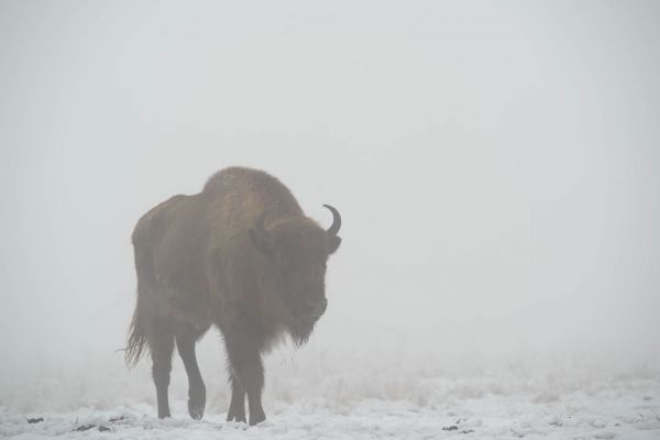 Ein Wisent steht allein im Nebel auf schneebedecktem Boden.