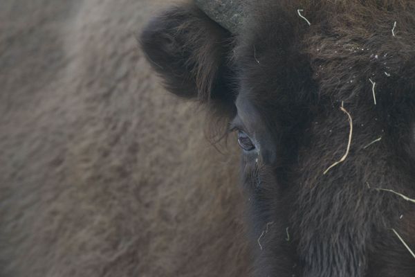 Nahaufnahme eines Wisents, der größte Landsäuger Europas.