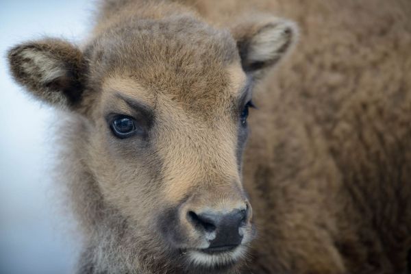 Nahaufnahme eines jungen Wisentkalbs mit weichem Fell im Winter.