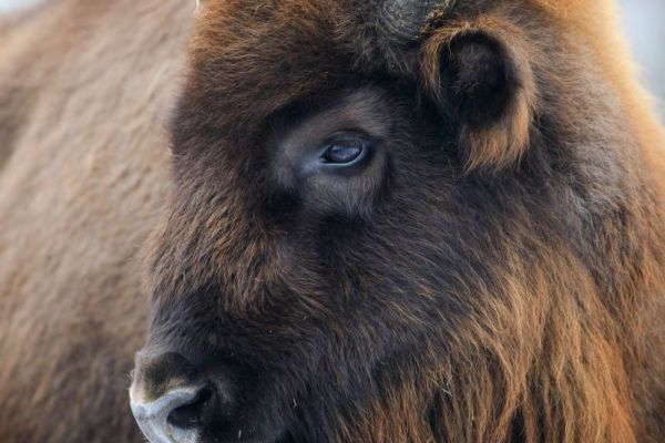 Nahaufnahme eines Wisents mit dickem Fell im Winter.