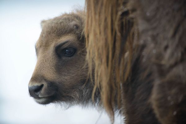 Nahaufnahme eines jungen Wisents im Profil vor pelziger Umgebung.