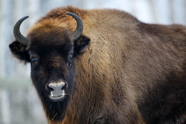 Ein Wisent mit kräftigem Körper und markanten Hörnern in winterlicher Umgebung