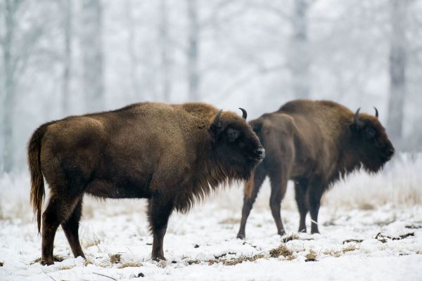 Zwei Wisente im Schnee stehend in einer winterlichen Landschaft