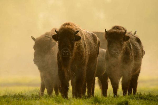 Drei Wisente stehen in nebligem Grasland, Deutschland, Frühling.