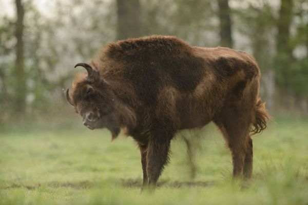 Ein Wisent steht auf einer Wiese im Donaumoos, Frühling.