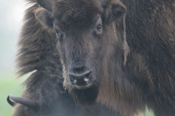 Ein Wisent im Nebel des Donaumoos, im Frühling aufgenommen.