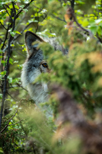Wolf (Canis lupus)