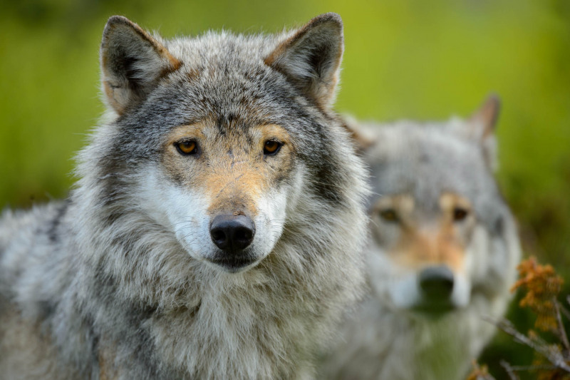 Wolf (Canis lupus)