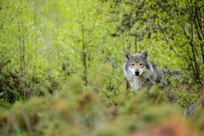 Wolf (Canis lupus)