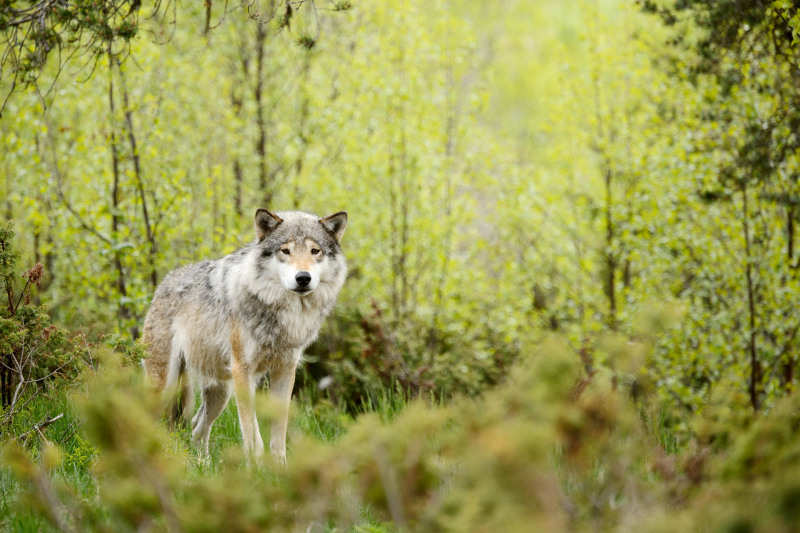 Wolf (Canis lupus)