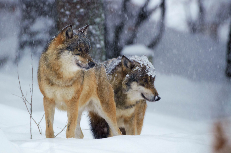 Wolf im Winter