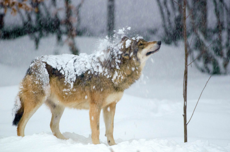 Wolf im Winter