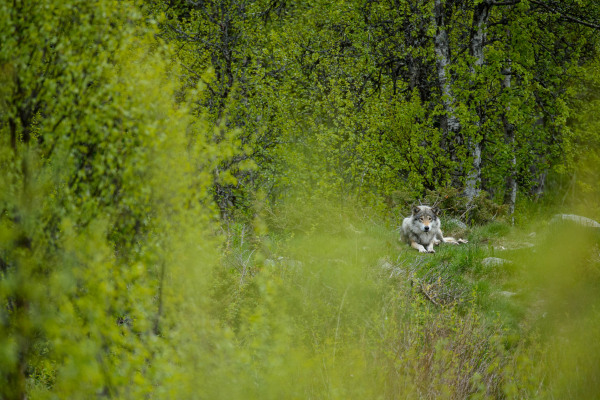 Ein Wolf liegt in dichter grüner Vegetation.