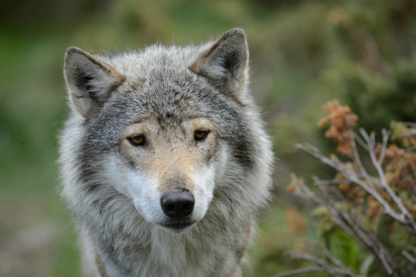 Ein Wolf (Canis lupus) mit grauem Fell schaut aufmerksam in die Kamera, umgeben von natürlicher Vegetation.