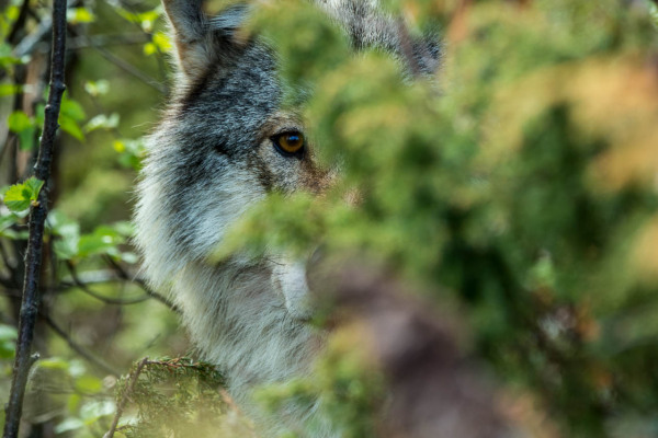 Teilweise versteckter Wolf schaut zwischen Sträuchern hervor.