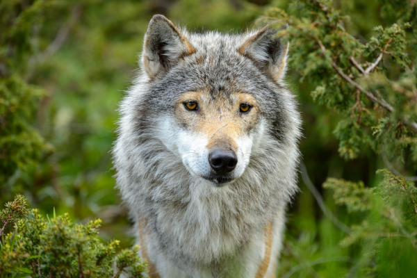 Ein Wolf (Canis lupus) in einem dichten, grünen Waldgebiet.