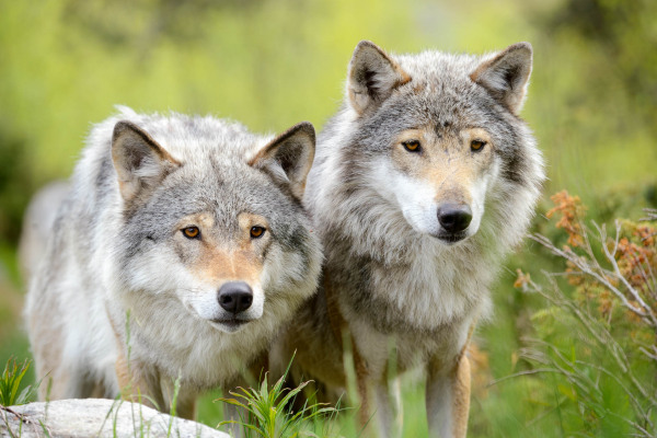 Zwei Wölfe mit grauem Fell stehen in einer grünen Umgebung.