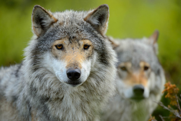 Zwei Wölfe in ihrer natürlichen Umgebung, einer im Vordergrund.