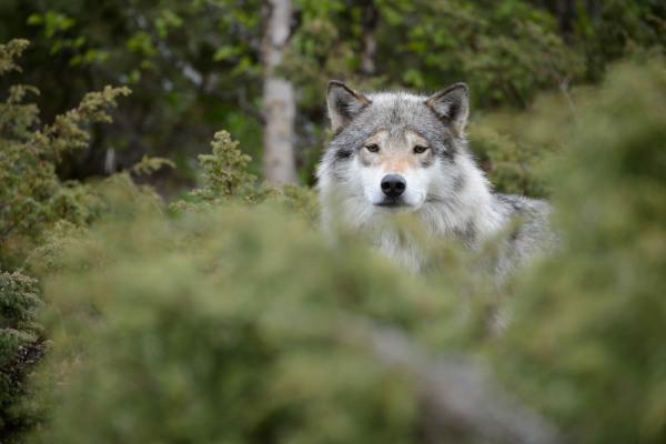 Ein Wolf schaut durch dichtes Gebüsch und wirkt aufmerksam.