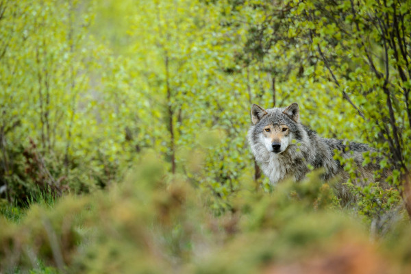 Ein Wolf steht wachsam in einem dichten, grünen Wald.