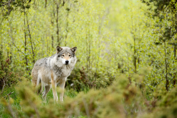 Ein Wolf steht im Wald und blickt aufmerksam in die Richtung der Kamera.