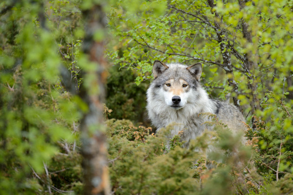 Wolf schaut aufmerksam durch das grüne Blattwerk eines Waldes.