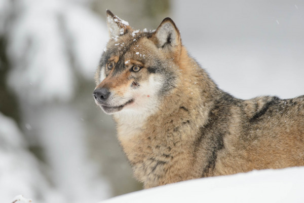 Ein Wolf steht in einer schneebedeckten Landschaft, aufmerksam in den Winter blickend.