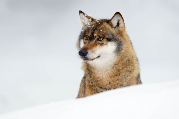 Ein Wolf im Schnee, wachsam und mit winterlicher Landschaft im Hintergrund.