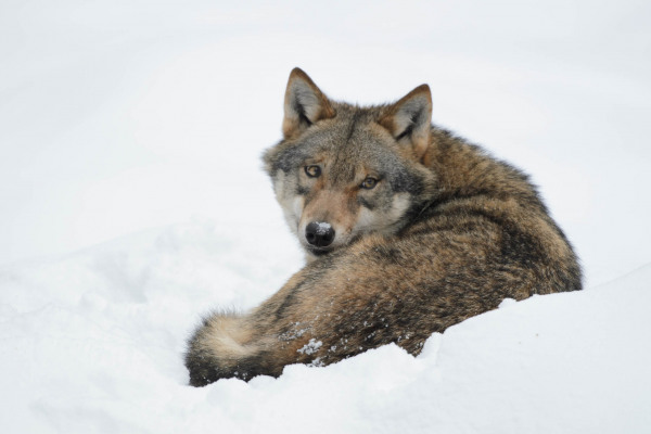 Ein Wolf liegt im Schnee und blickt in die Kamera.