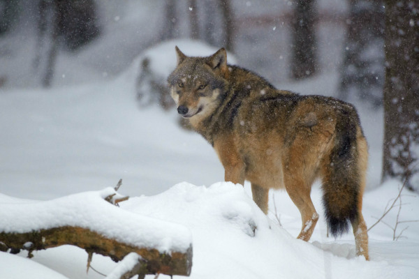 Ein Wolf steht im Schnee eines dichten Waldes.