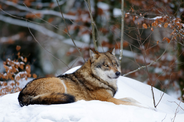 Ein ruhender Wolf auf einer Schneedecke im winterlichen Wald.