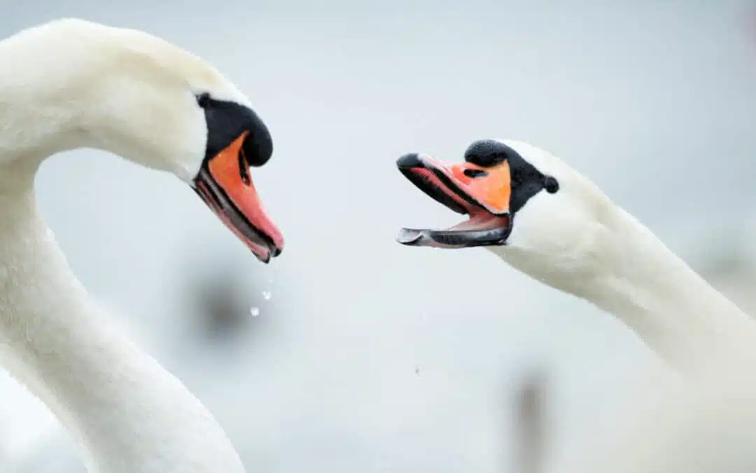 Photo visit to the swans at Flaucher