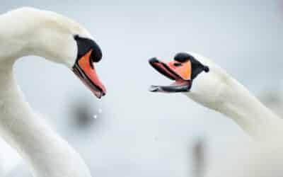 Höckerschwäne lassen sich am Flaucher in München gut fotografieren.