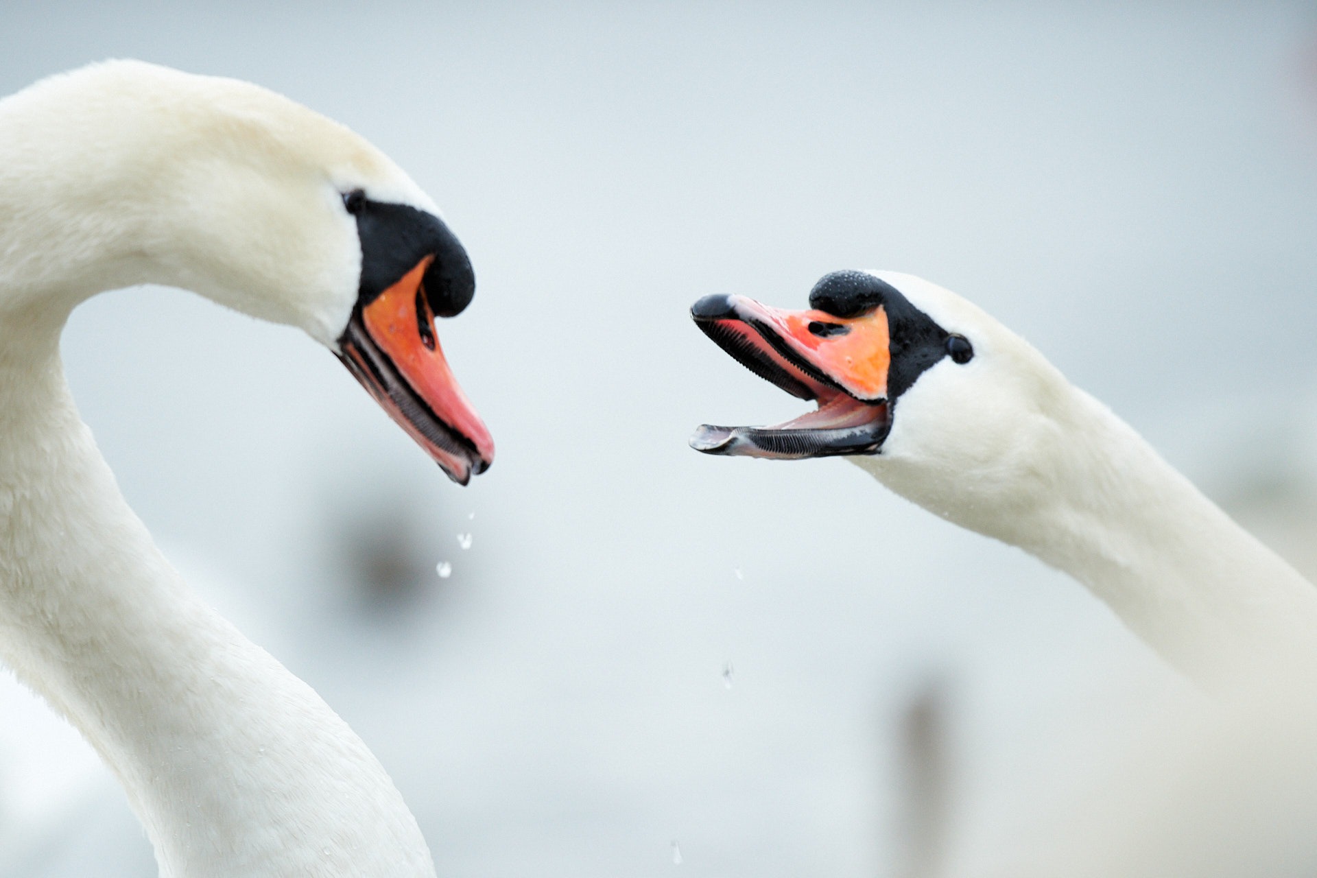 Höckerschwäne lassen sich am Flaucher in München gut fotografieren.