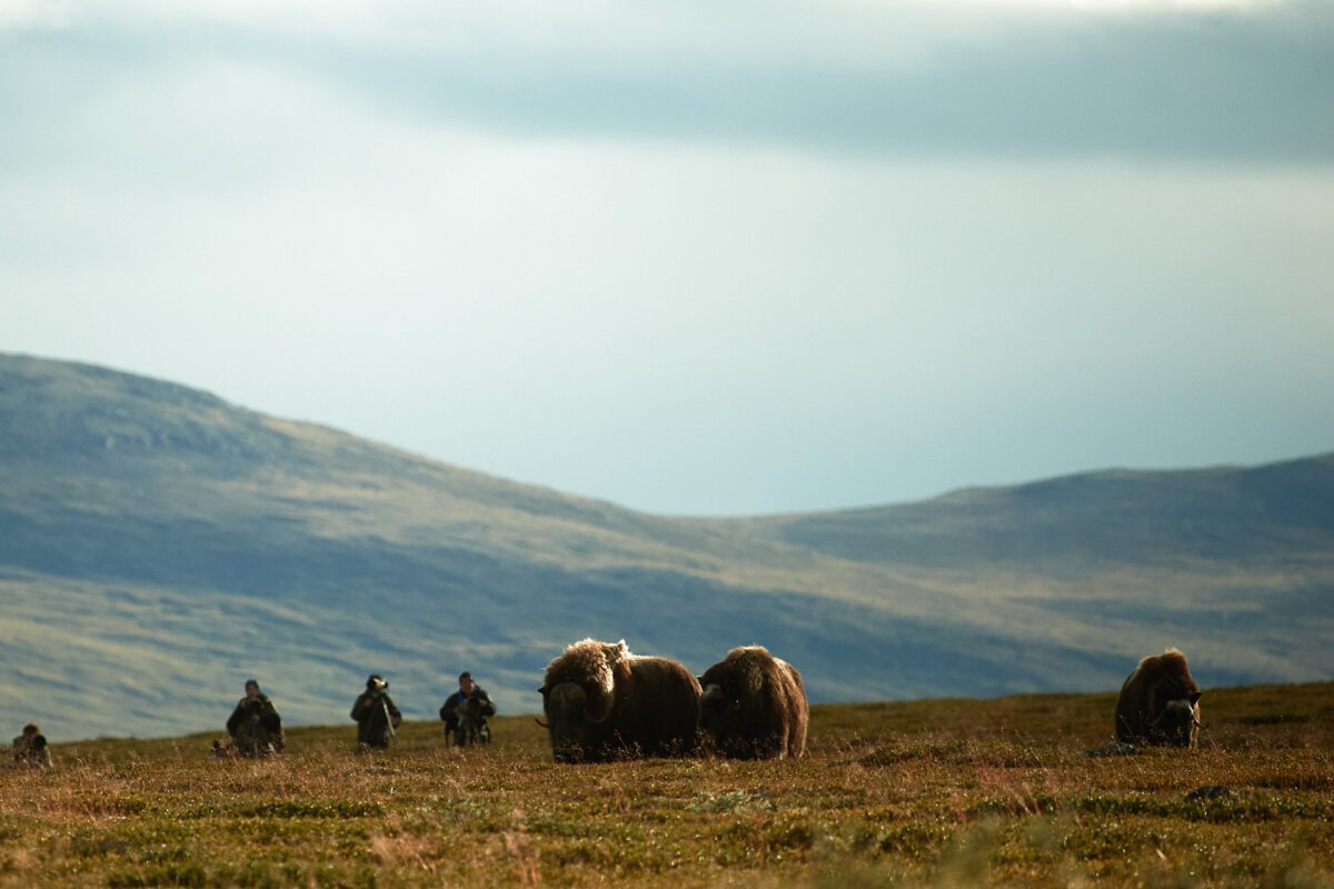 Naturfotografen fotografieren Moschusochsen im Dovrefjell