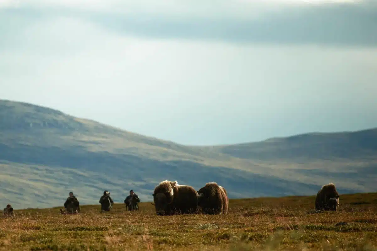 Naturfotografen fotografieren Moschusochsen im Dovrefjell