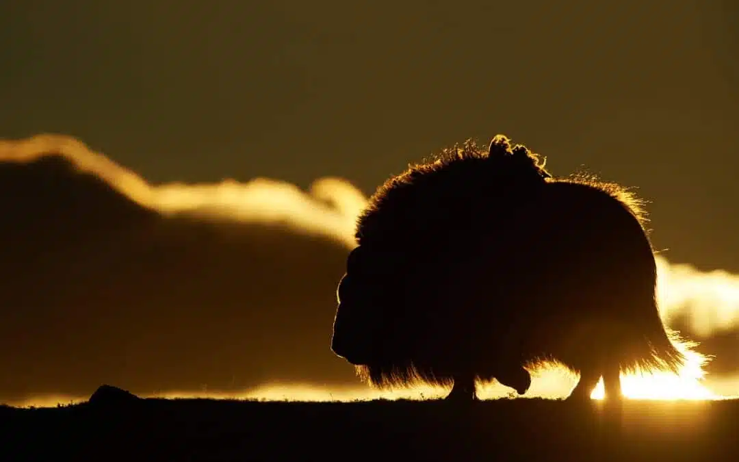 Encounter with the prehistoric giants – My adventure in Dovrefjell