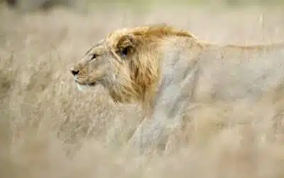 How to plan your first photo safari: The practical guide for beginners