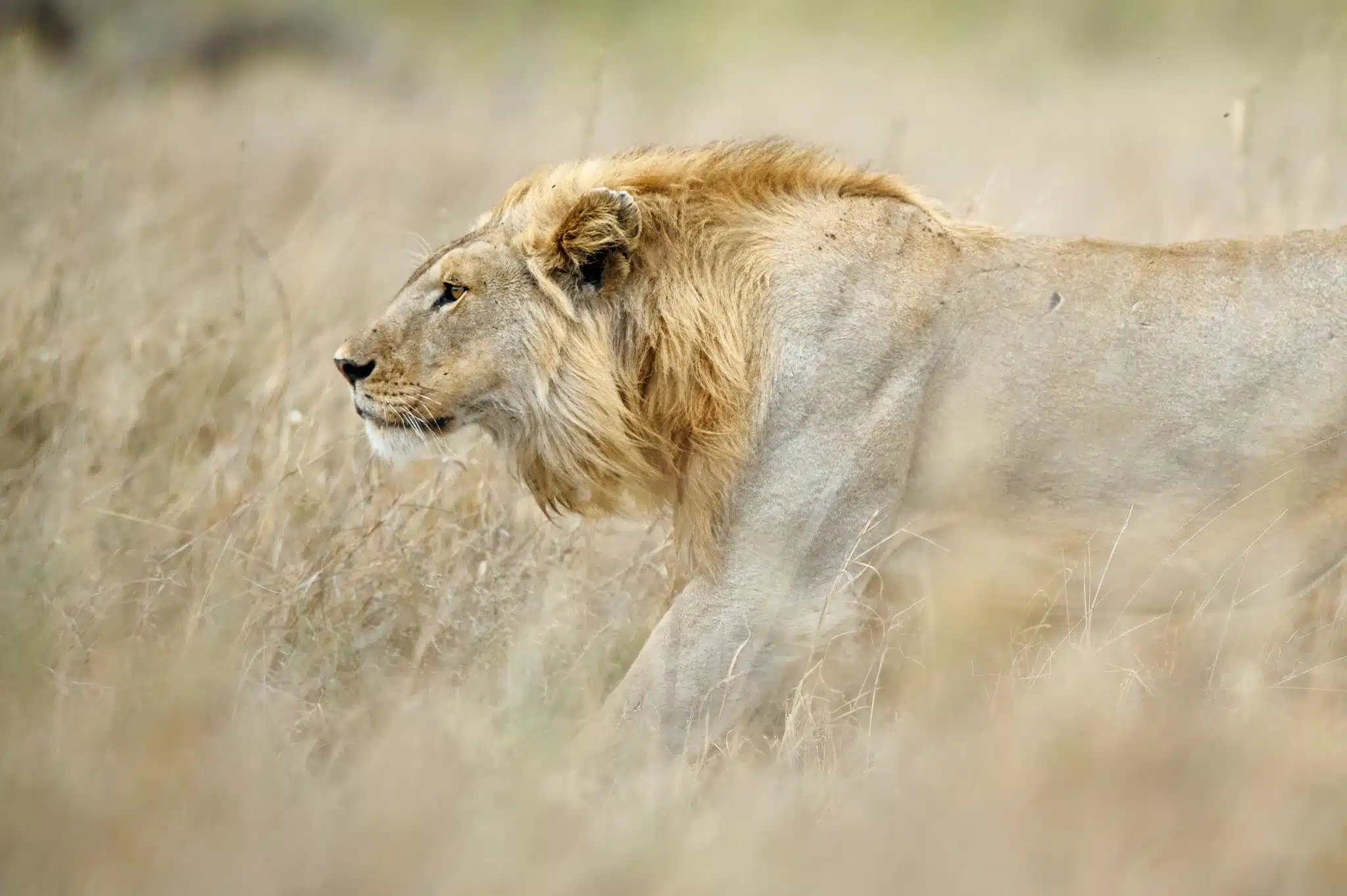 Löwe in der Serengeti