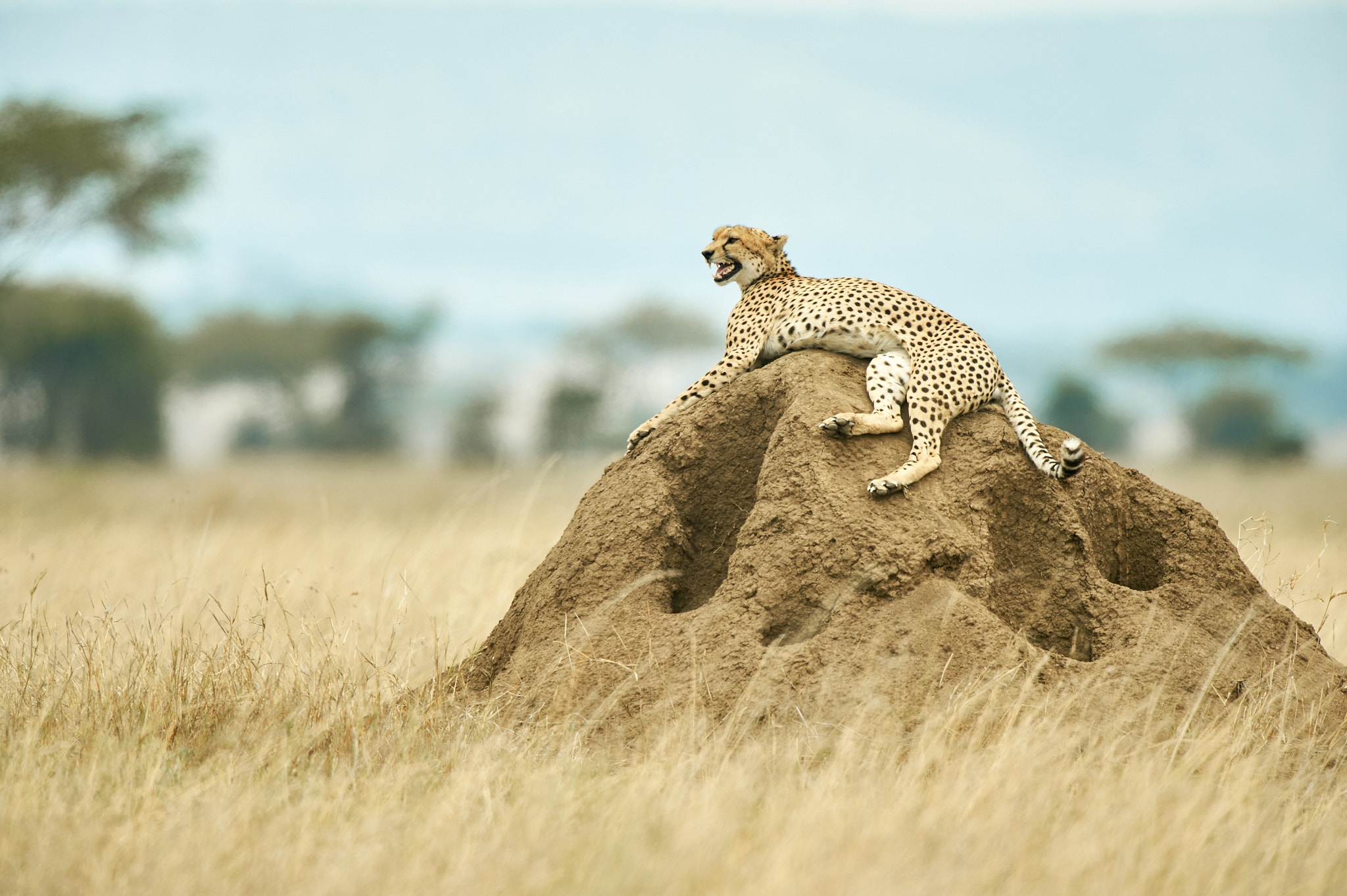 Ein Gepard liegt auf einem Termitenhügel inmitten der Serengeti.