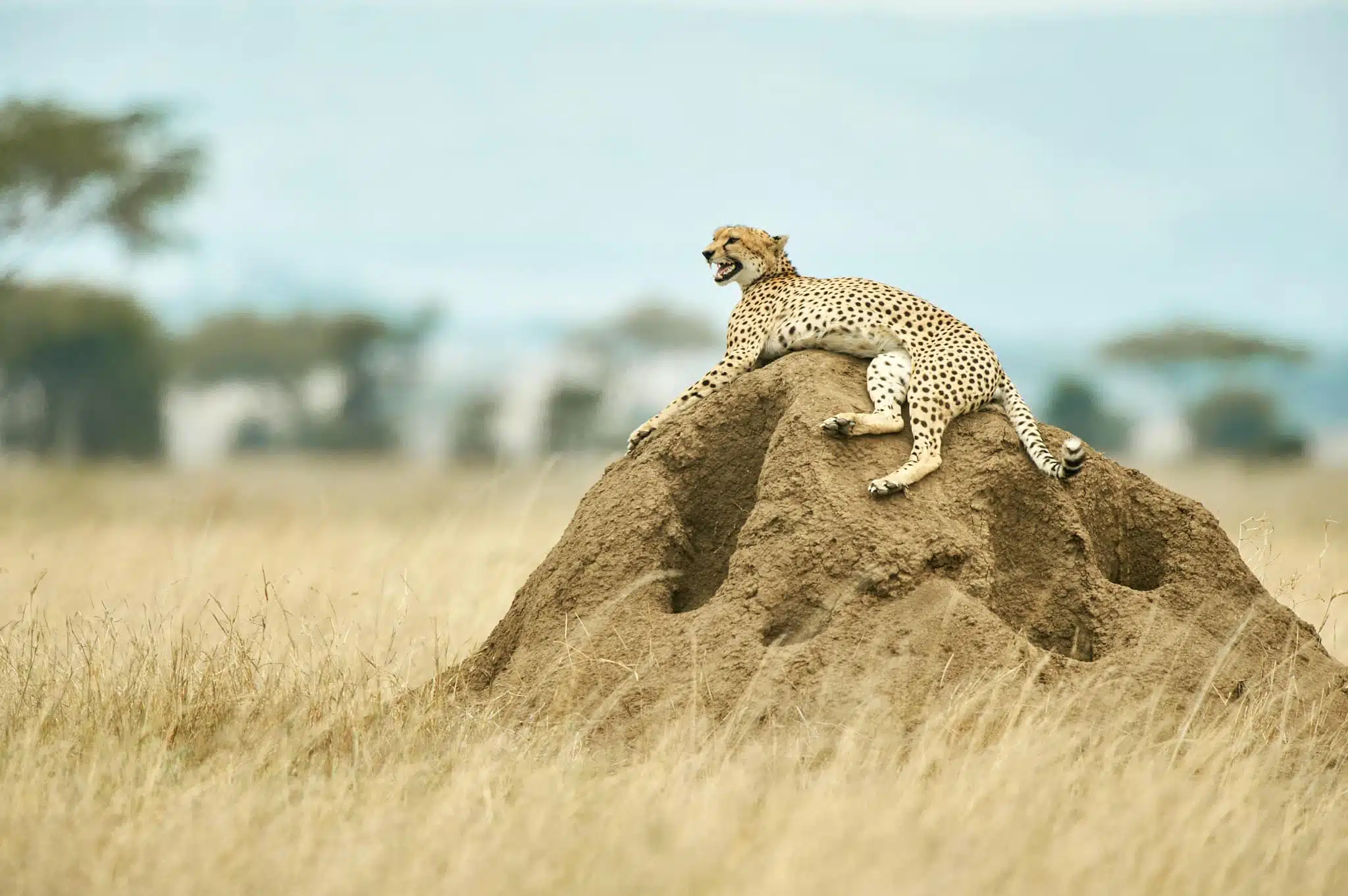 Ein Gepard liegt auf einem Termitenhügel inmitten der Serengeti.