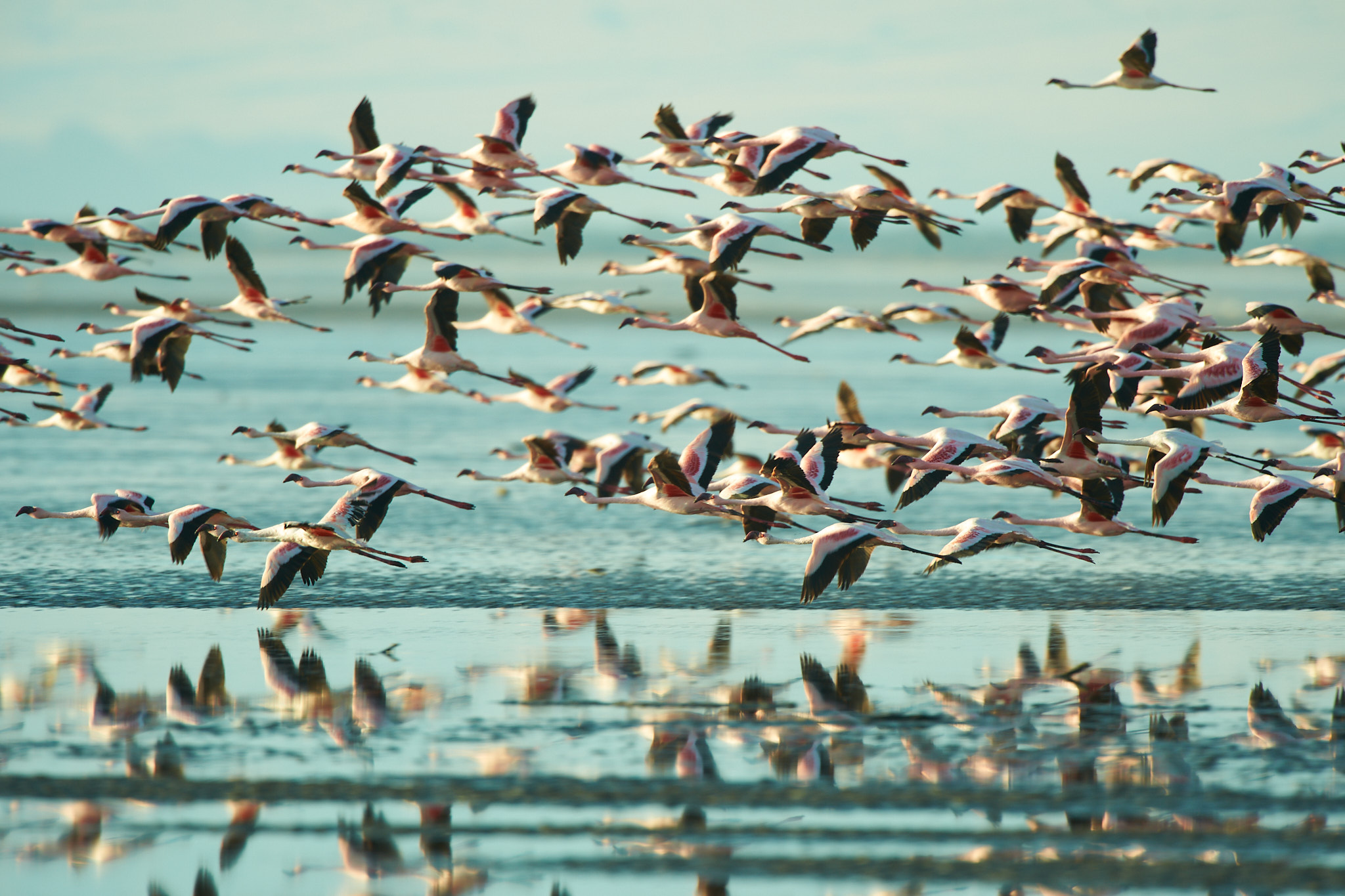 Flamingos am Lake Natron Ein Schwarm Zwergflamingos im Flug.
