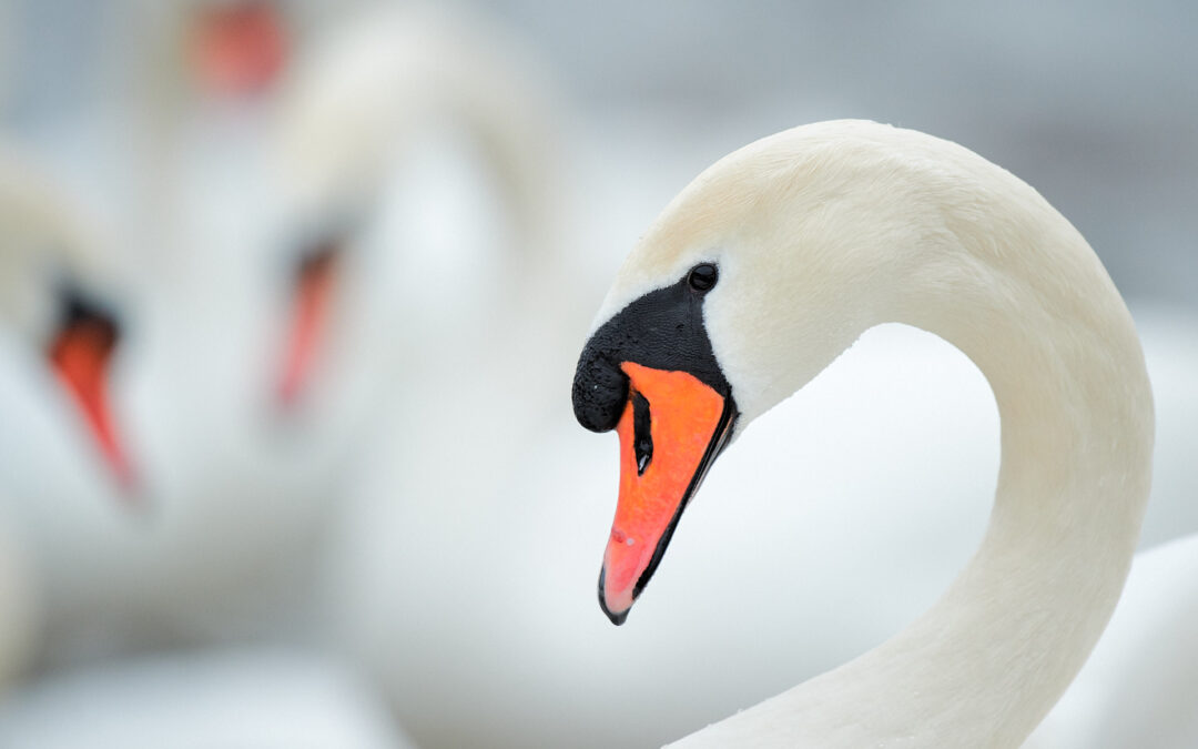 Naturfotografie am Flaucher