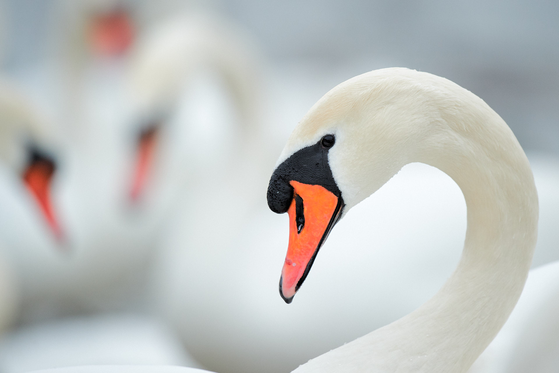 Am Flaucher sammeln sich viele Schwäne - perfekt für Naturfotografen.