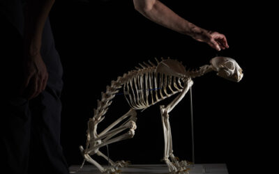 Skelett eines Luchses